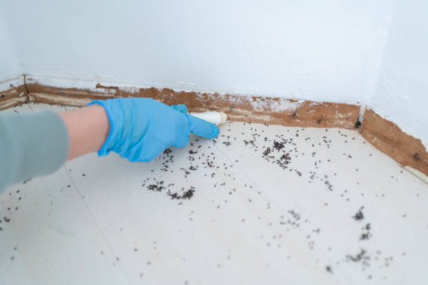 Wasp Removal Services in Eastlawn Gardens, PA